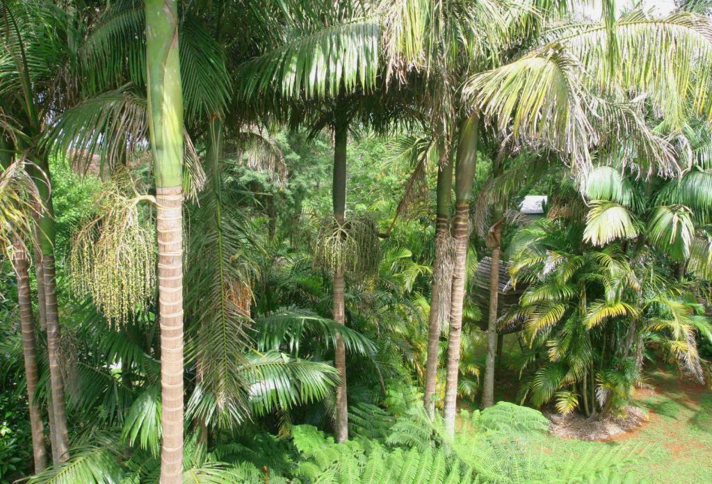Amore Mt Tamborine Brisbane Phòng bức ảnh